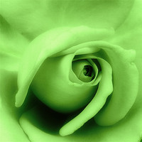 Buy canvas prints of Green rose petals. by Rosanna Zavanaiu