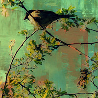 Buy canvas prints of Resting bird.. by Rosanna Zavanaiu