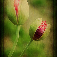 Buy canvas prints of Natures Poppies.. by Rosanna Zavanaiu