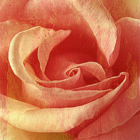 Buy canvas prints of Rose textures (Strawberries & Cream). by Rosanna Zavanaiu