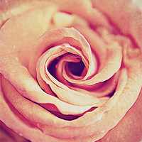 Buy canvas prints of Rose Swirl Delicate. by Rosanna Zavanaiu