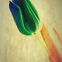 Buy canvas prints of Tulip Textures.. by Rosanna Zavanaiu