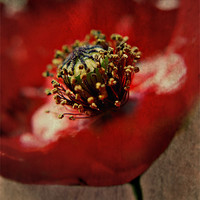 Buy canvas prints of Poppies By Nature by Rosanna Zavanaiu