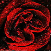 Buy canvas prints of Red Rose Waterdrops by Rosanna Zavanaiu