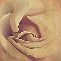 Buy canvas prints of Rose textures. by Rosanna Zavanaiu
