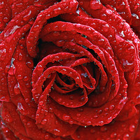 Buy canvas prints of Rose raindrops by Rosanna Zavanaiu