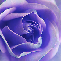 Buy canvas prints of Blue Rose Textures. by Rosanna Zavanaiu