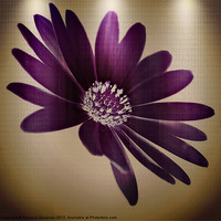 Buy canvas prints of Purple Florals by Rosanna Zavanaiu
