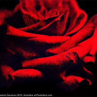 Buy canvas prints of Red Rose. by Rosanna Zavanaiu
