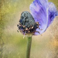 Buy canvas prints of Natures Anemones. by Rosanna Zavanaiu