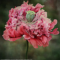 Buy canvas prints of Ruffled Poppy. by Rosanna Zavanaiu