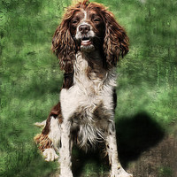 Buy canvas prints of Springer Spaniel Working Dog. by Rosanna Zavanaiu