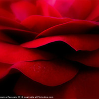 Buy canvas prints of Valentines Rose. by Rosanna Zavanaiu