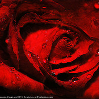 Buy canvas prints of Red Rose Waterdrops. by Rosanna Zavanaiu