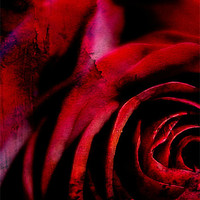 Buy canvas prints of A Rose For You. by Rosanna Zavanaiu