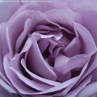 Buy canvas prints of Purple Petals by Rosanna Zavanaiu