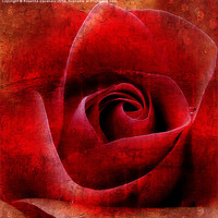 Buy canvas prints of Red Rose Paintings by Rosanna Zavanaiu