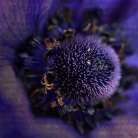 Buy canvas prints of Purple Anemone. by Rosanna Zavanaiu