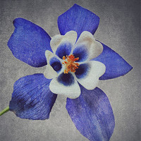 Buy canvas prints of Blue Aquilegia by Rosanna Zavanaiu