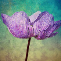 Buy canvas prints of Purple Anemone. by Rosanna Zavanaiu