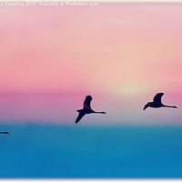 Buy canvas prints of Three Geese Sillouettes by Rosanna Zavanaiu