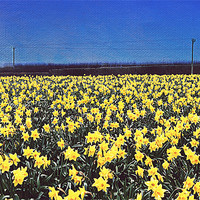 Buy canvas prints of Daffodil Field by Rosanna Zavanaiu