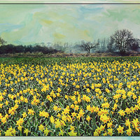 Buy canvas prints of Spring Daffodil Field. by Rosanna Zavanaiu