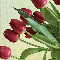 Buy canvas prints of Red Tulips by Rosanna Zavanaiu