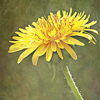 Buy canvas prints of Sunlight Dandelion. by Rosanna Zavanaiu