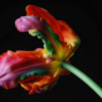 Buy canvas prints of Just Tulips. by Rosanna Zavanaiu