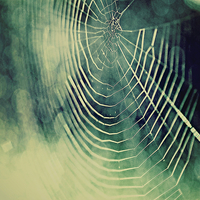 Buy canvas prints of Spiders Web Bokeh by Rosanna Zavanaiu