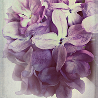 Buy canvas prints of Lilac Dream by Rosanna Zavanaiu