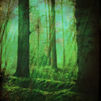 Buy canvas prints of Through The Mystical Woods.. by Rosanna Zavanaiu