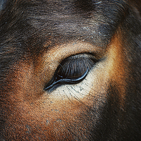 Buy canvas prints of Horse Macro by Rosanna Zavanaiu