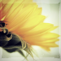 Buy canvas prints of  Sunflower Delight by Rosanna Zavanaiu