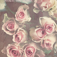 Buy canvas prints of  Smell The Roses .. by Rosanna Zavanaiu