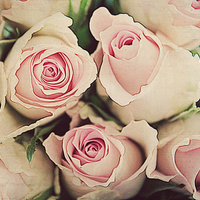Buy canvas prints of  Pinkness Rose by Rosanna Zavanaiu