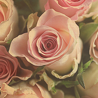 Buy canvas prints of  roses for you. by Rosanna Zavanaiu