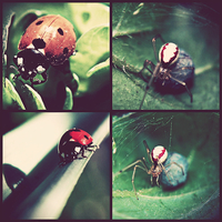 Buy canvas prints of  Ladybirds And Spiders. by Rosanna Zavanaiu