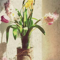 Buy canvas prints of  Spring Has Sprung.. by Rosanna Zavanaiu