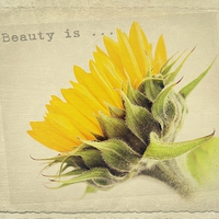 Buy canvas prints of  Sunflower Beauty. by Rosanna Zavanaiu