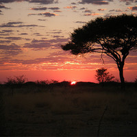 Buy canvas prints of african sunset by felicity turner