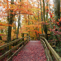 Buy canvas prints of Autumn Path by Christine Jeffrey
