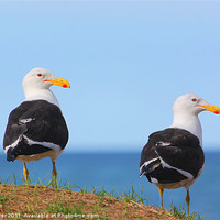 Buy canvas prints of Pair of Sea Gulls birds by craig sivyer