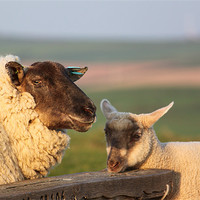 Buy canvas prints of Sheep & Lamb on Farm by craig sivyer