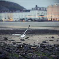 Buy canvas prints of  Seagull, Llandudno Beach, Wales by Jennifer Mannion