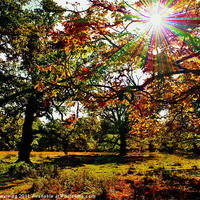Buy canvas prints of Autumn woodland by Sean Wareing