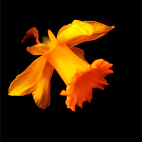 Buy canvas prints of Daffodil on black by Sean Wareing