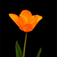 Buy canvas prints of Tulip on black by Sean Wareing