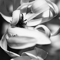 Buy canvas prints of Spring Magnolia by Sean Wareing